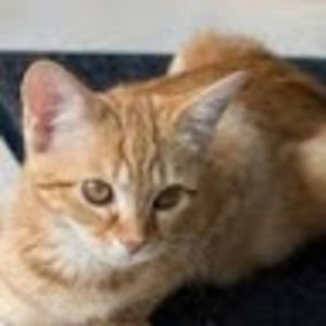 Meet your Posher, Mya